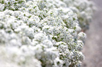 Lobularia, Sweet Alyssum, Alyssum, Heat tolerant plants, Fragrant plants, Lobularia Snow Princess, Lobularia Easter Bonnet, Lobularia Wonderland